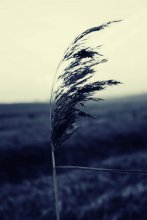 tsnyanka / ***