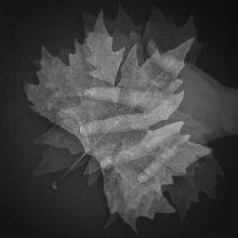 Let me be your autumn ... / .........