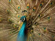 "The Firebird" / .........