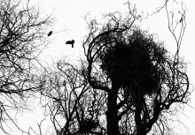 Fly away ... / ***