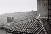 On the roofs of Istanbul... / ***