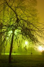 Tree in fog / ***