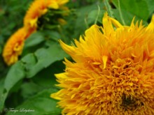 Sunflower / ***