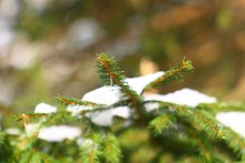 Letzter Schnee / ***