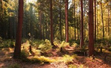 My woods / ************