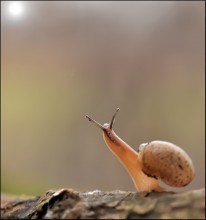 Regnerischen Herbst .. / ***