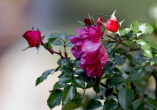 briar / ***