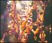 What is the color of autumn 1921 / ***