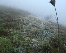 Internet in the fog / ***