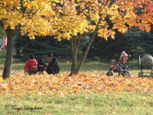 Autumn / ***