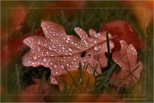 Wet leaves, autumn / ***