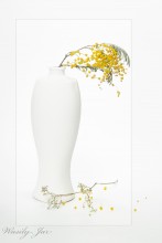 C mimosa .. / ***