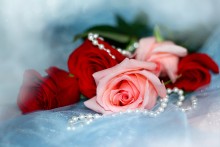 roses / ......