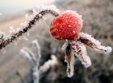 Frozen vitamin / ***