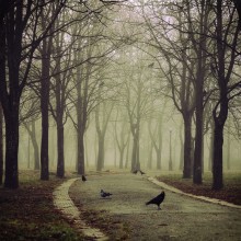 Surrounded by rooks ... / http://500px.com/photo/226488