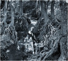 "We look at the root" / ***