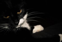 Black&Amber / .....