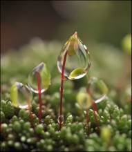 Ziege ... / ***