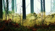 Morgen in den Wald. / ***