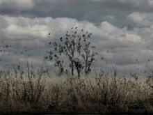 Don Tanais / nests and more