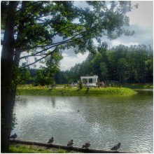 Duck Observer / ***