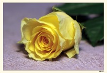Rose / ***