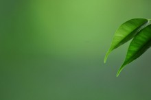 Green Stimmung / ***
