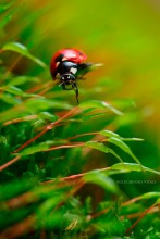 Even a little bit and I\'m at home .. / http://bolucevschi.com/index.php/macro