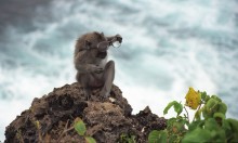 monkey and the glasses / *****
