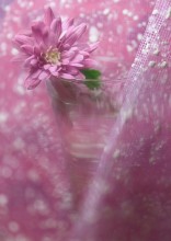 Chrysanthemum / *****