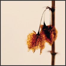 Heart of grass ... / ***