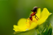Games with stamens / http://bolucevschi.com/