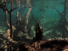Mangrove forest / ***