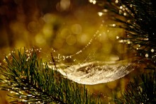 Cradle of dew / ***