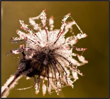 Champagner ... / ***