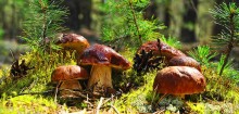 Pilz Lichtung / ***