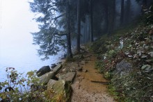 Foggy Weg / ***