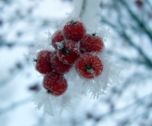 In icy captivity / ***