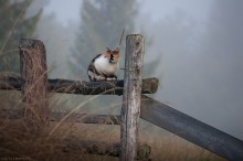 Nebliger Morgen / .....