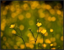 Es war Sommer 2 / ***