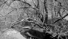 Deep in the Forest / ***
