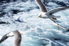 sea birds / ***