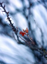 Voice of frost / ........