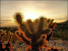 Gold Arizona / .....