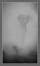 Dali's dream / *************