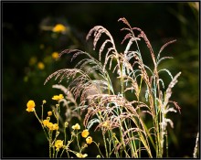 In silver and gold ... / ***