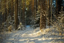 Morning winter forest / ***