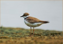 Plover / ***