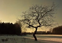 Winter / ***