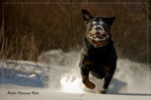 Winter jogging / ***